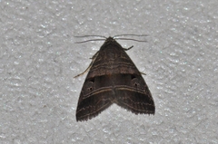 Ozarba punctigera