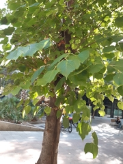 Tilia euchlora