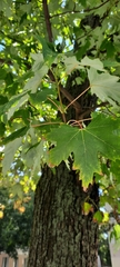 Acer saccharinum