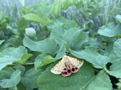 Diacrisia purpurata
