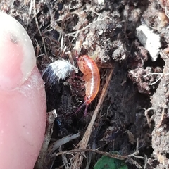 Arcitalitrus sylvaticus