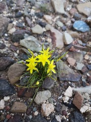 Pauridia serrata serrata