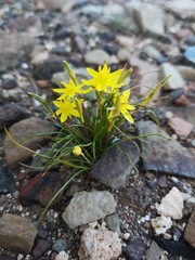 Pauridia serrata serrata