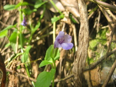 Torenia asiatica