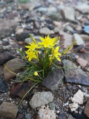 Pauridia serrata serrata