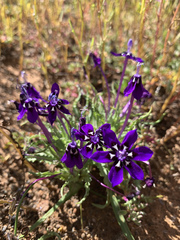 Lapeirousia oreogena