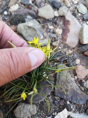 Pauridia serrata serrata