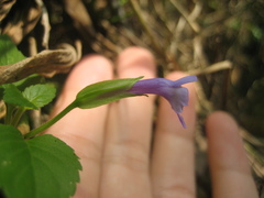 Torenia asiatica