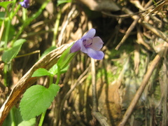 Torenia asiatica