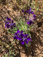 Lapeirousia oreogena