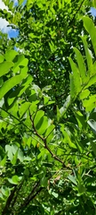 Robinia pseudoacacia