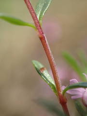 Thymus praecox britannicus
