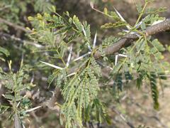 Vachellia grandicornuta