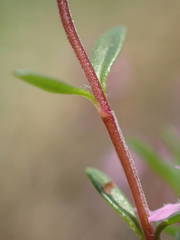 Thymus praecox britannicus