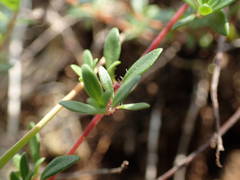 Thymus praecox britannicus