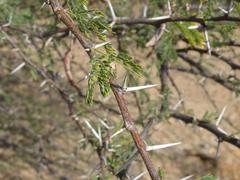 Vachellia grandicornuta