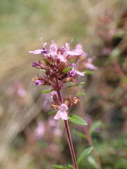 Thymus praecox britannicus