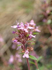 Thymus praecox britannicus