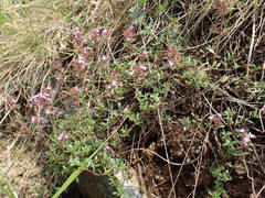 Thymus praecox britannicus