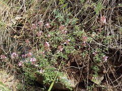 Thymus praecox britannicus