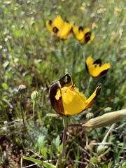 Hesperantha vaginata