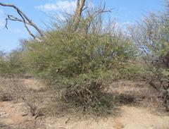 Vachellia grandicornuta