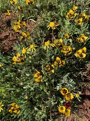 Hesperantha vaginata