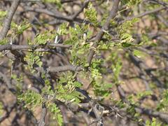 Vachellia grandicornuta