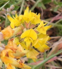 Listia bainesii