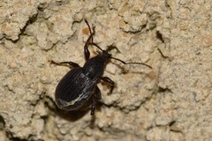 Otiorhynchus
