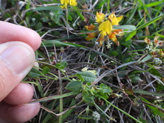 Listia bainesii