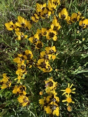 Hesperantha vaginata