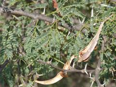 Vachellia grandicornuta