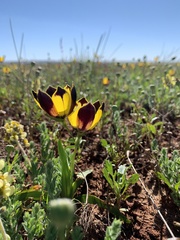 Hesperantha vaginata