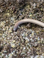 Aprasia parapulchella