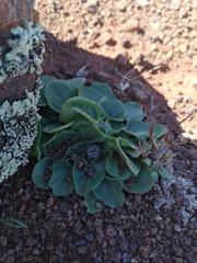 Pelargonium moniliforme
