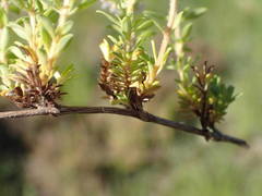 Thymus embergeri