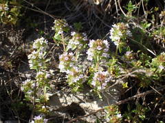 Thymus embergeri