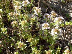 Thymus embergeri
