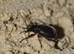 Otiorhynchus