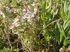 Thymus embergeri