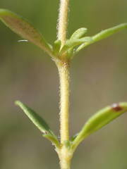 Thymus embergeri