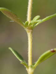 Thymus embergeri
