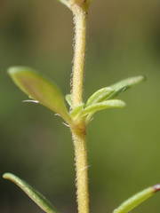 Thymus embergeri