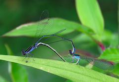 Aciagrion approximans