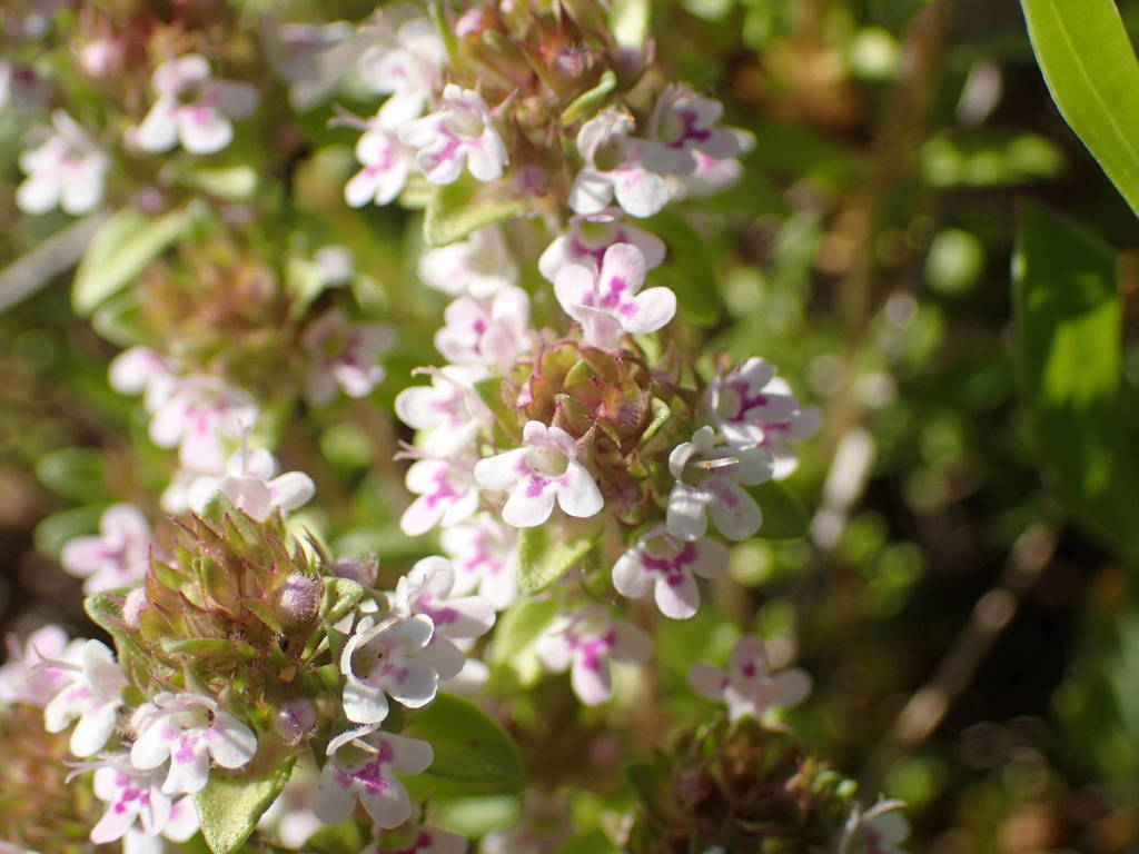 Thymus embergeri