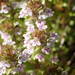 Thymus embergeri - Photo (c) Sylvain Piry, some rights reserved (CC BY-NC), uploaded by Sylvain Piry