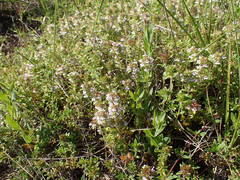 Thymus embergeri
