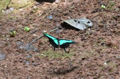 Papilio phorcas congoanus