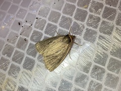 Archanara orientalis